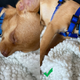 Apple’s Deep Fusion image processing gives the iPhone 11 a big advantage when it comes to capturing fine details like on a dog’s fur.
